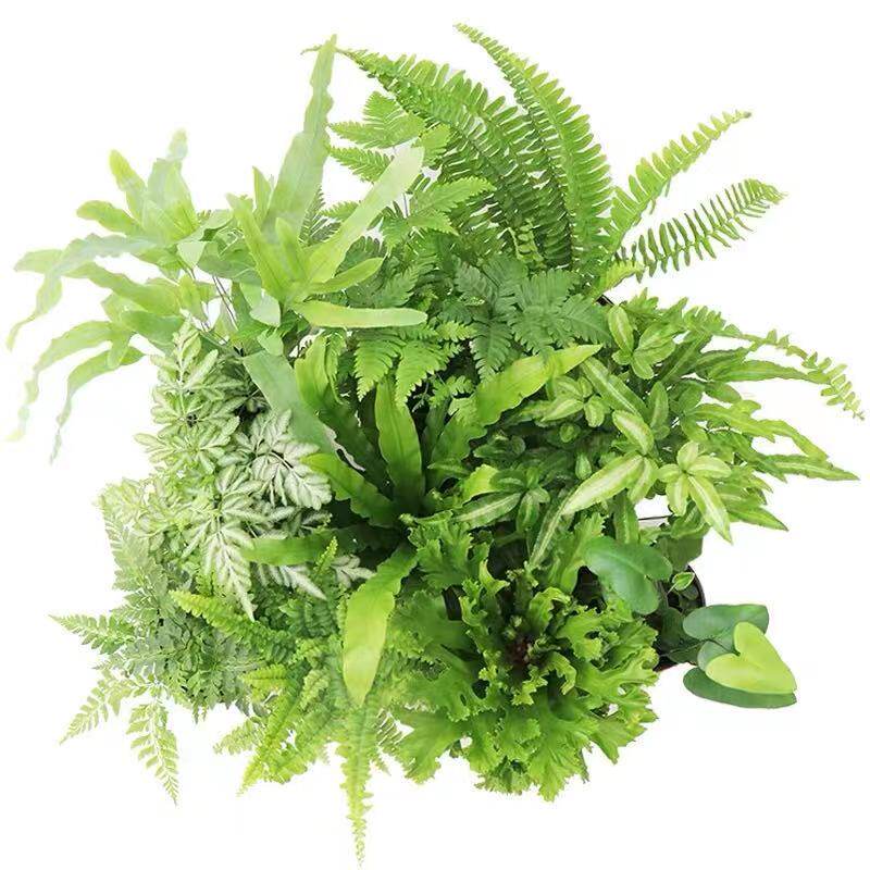 室内多种蕨类植物 鸟巢蕨 狼尾蕨 珊瑚蕨铁线蕨 银线蕨  肾蕨卷柏