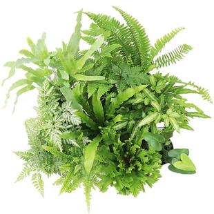 室内多种蕨类植物 鸟巢蕨 狼尾蕨 珊瑚蕨铁线蕨 银线蕨 肾蕨卷柏