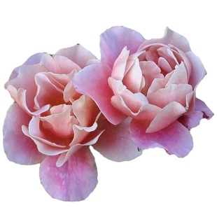 天狼月季 遥远的鼓声 月季玫瑰 多季浓香灌木月季