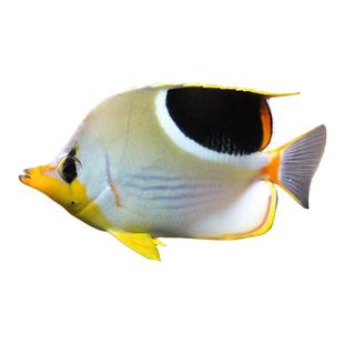 人字蝶月光金双印红尾虎皮朱砂鲽鱼黄镜橙尾鲽海水鱼海水缸检疫