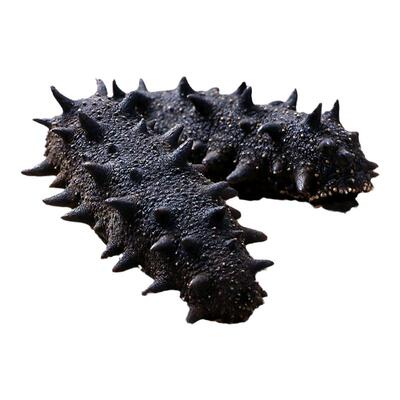 国标15倍淡干海参辽刺参