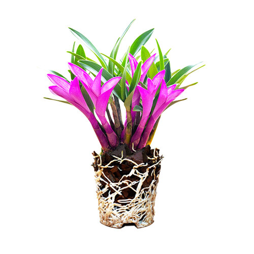 七彩香水石斛兰花四季兰好养绿植浓香型石斛现带花绿植净化空气