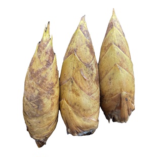 冬笋新鲜现挖带壳正宗现货两头尖非浙江临安冬笋火锅食材时令蔬菜