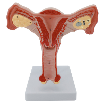 美善模型人体女性生殖子宫教学