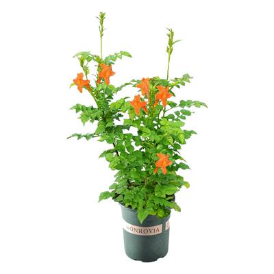 精品进口凌霄花爬藤植物