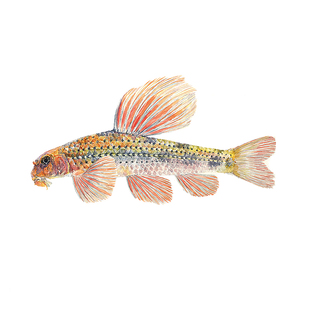 建德小鳔句淡水与中国云南原生高帆棒子鱼公母底栖啃藻吃残渣活体