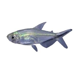 黑尾大勾黑尾旗热带鱼观赏鱼草缸群游鱼黑尾灯鱼小型鱼活体鱼包活