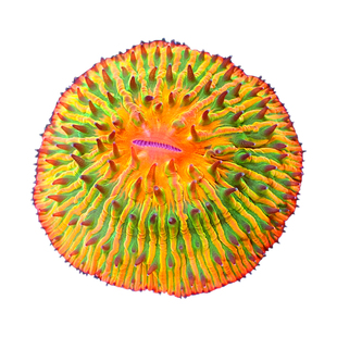 短须飞盘珊瑚活体活物长须飞盘观赏海水鱼缸软体LPS彩虹双色飞盘