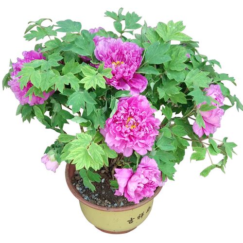 牡丹花树苗盆栽带花苞正宗洛阳名贵鲜花老桩花卉绿植四季好养菏泽