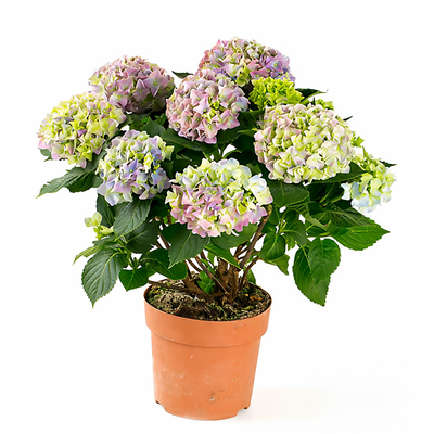 绣球花苗【新品稀缺】15包邮对版