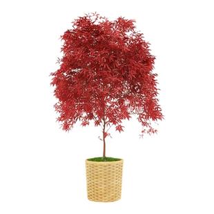 原生羽毛枫树苗日本垂枝枫盆栽小苗别墅庭院彩叶风景树耐寒红枫树