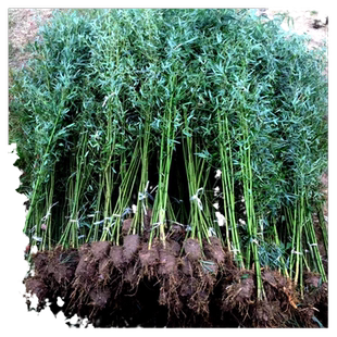四季竹子苗庭院盆栽植物实心老紫竹树围栏造景黄金罗汉竹室外绿植