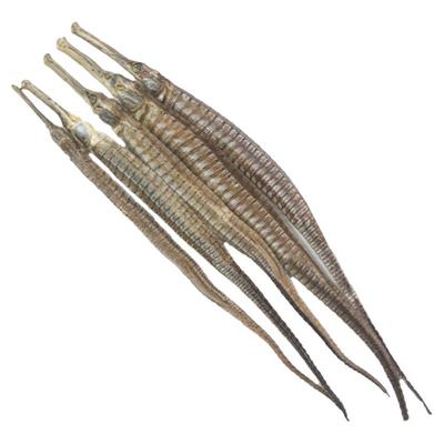 天然野生广东六角海龙干货大号