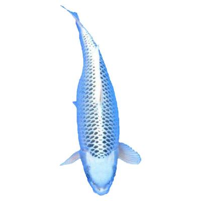 纯种锦鲤银松叶冷水鱼