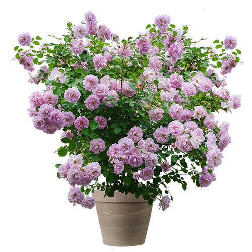 海蒂的花园旗舰店月季花苗盆栽果汁阳台小苗爬藤花卉植物阳台庭院