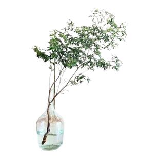 马醉木水培植物鲜切枝条盆栽真树室内小绿植日本吊钟客厅水养鲜花
