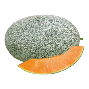 甜瓜新疆哈密瓜种子秧四季香瓜春季种籽孑春天苗南方网纹瓜苗秧苗