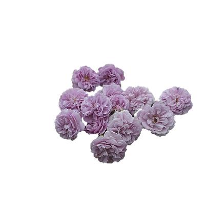 海蒂的花园蓝色阴雨月季