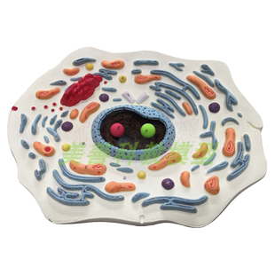 动物植物细胞模型显微结构解剖模型 细胞膜 细胞质 细胞核 线粒体