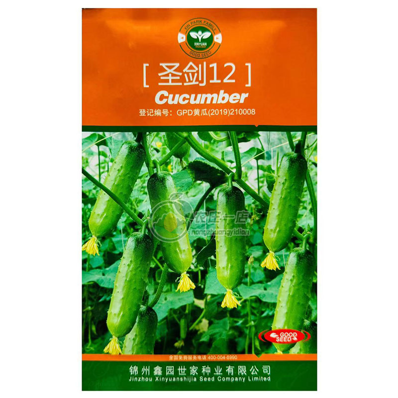 油亮旱黄瓜种子脆甜多汁节节有瓜