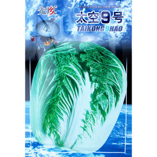 山东太空大白菜种子高产秋季冬储四季籽种过年白莱蔬菜种籽孑子