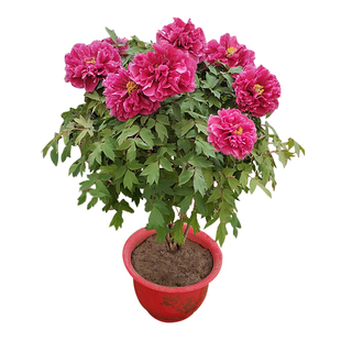 优惠价菏泽正宗牡丹花苗盆栽大苗四季庭院大王地栽牧重瓣多层枝条