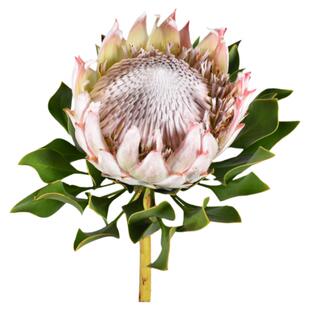 高端鲜花速递进口帝王花公主花母亲节生日家用水养鲜切花