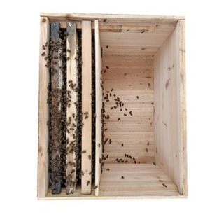 蜜蜂活体中蜂双色王中蜂带王带子脾带蜂箱阿坝中蜂蜂群阿坝中蜂