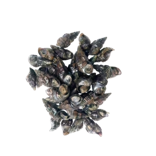 广东韶关野生山坑螺溪水田螺夜宵花螺海鲜石螺当天水产鲜活脆螺蛳