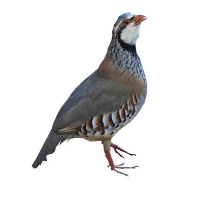 散养鹧鸪鸟飞龙肉石活体现杀新鲜