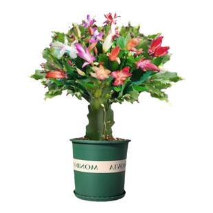 红心火龙果树苗三角柱嫁接砧木蟹爪兰令箭荷花蟹爪莲进口花卉包活