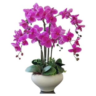 蝴蝶兰花苗带花剑带花苞盆栽兰花大苗客厅室内植物花卉四季好养活