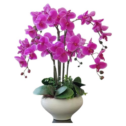 精品蝴蝶兰花苗特壮苗盆栽兰花大苗客厅室内植物花卉四季好养活
