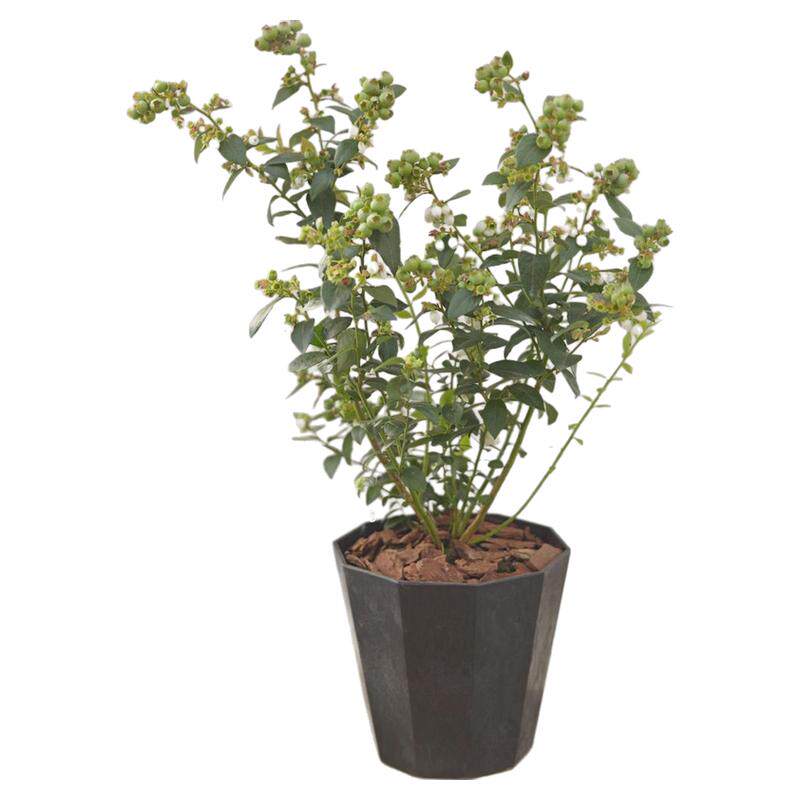 带果带花发货的蓝莓盆栽