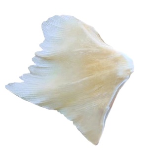 深海浦鱼翅特大号海狗翅膀日晒海翅干煲汤天星翅送礼补钙海货顺丰