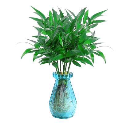 竹柏驱蚊水培植物室内客厅