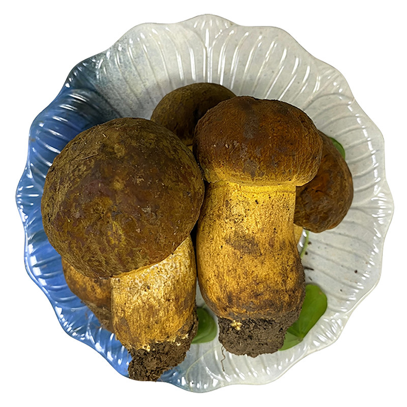 新鲜野生黄牛肝菌冰冻见手青500g