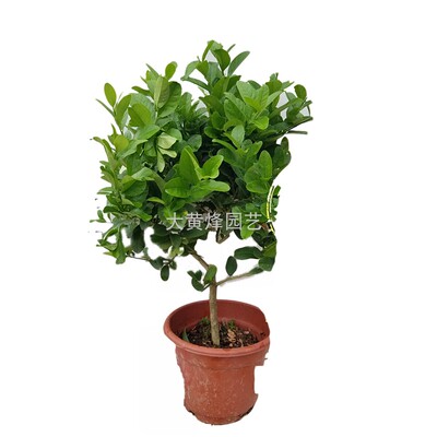 正宗广东四季香水柠檬少籽带花果