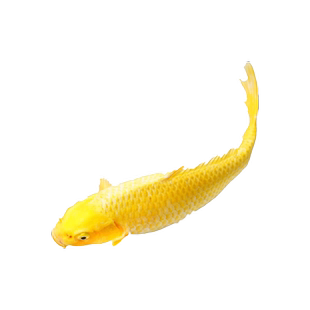 纯种锦鲤鱼活鱼冷水淡水观赏鱼金鱼小型淡水好养红鲤鱼小锦鲤