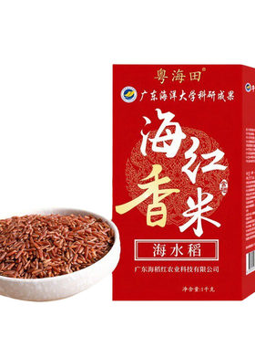 海水稻海红香米广东海洋大学研发
