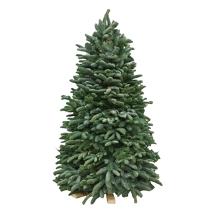 丹麦进口空运鲜活真诺贝松树枝定制做高度1米4米大型诺贝松圣诞树