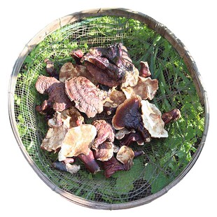 纯野生灵芝长白山正宗松杉灵芝整朵干货有柄白心赤芝泡酒250g切片