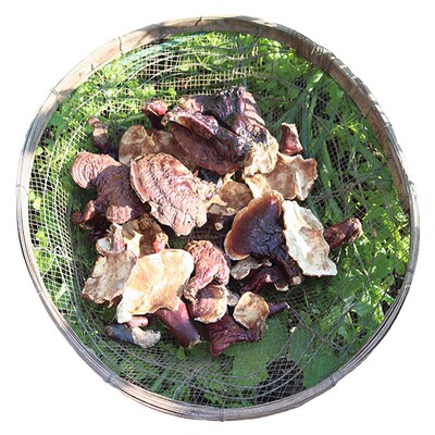 长白山纯野生松杉整朵干货灵芝