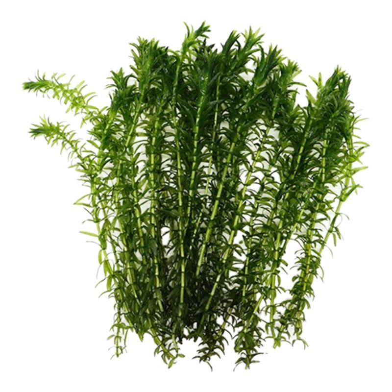 蜈蚣草绿菊绿色阴性水草鱼缸造景水草