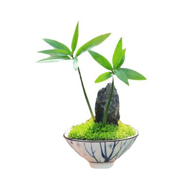 小型罗汉松工位绿植情绪稳定植物