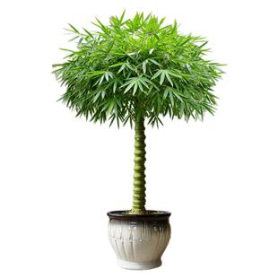 佛肚竹盆栽老桩盆景富贵竹罗汉竹植物室内大型绿植文昌竹小叶簕竹