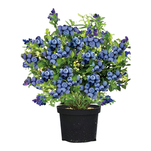 蓝莓树果苗盆栽特大号蓝莓果苗苔藓带果子南北方种植L25果树大全