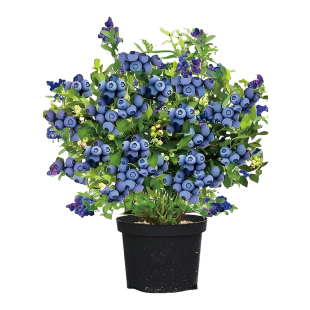 蓝莓树果苗盆栽特大号蓝莓果苗苔藓带果子南北方种植L25果树大全