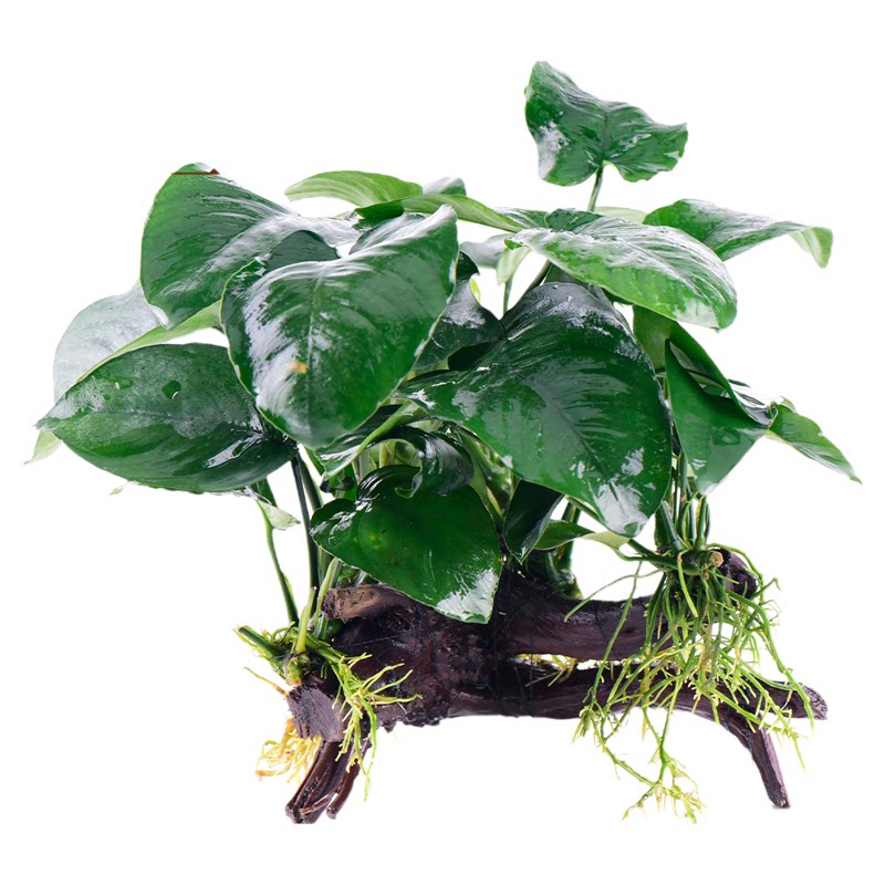 躲避沉木水草鱼缸造景专用小水榕植物生态制氧懒人养鱼好养易活