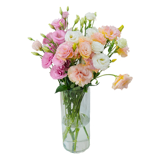 洋桔梗鲜花插花云南昆明直发家庭水养真混色鲜切小花束手捧花百搭